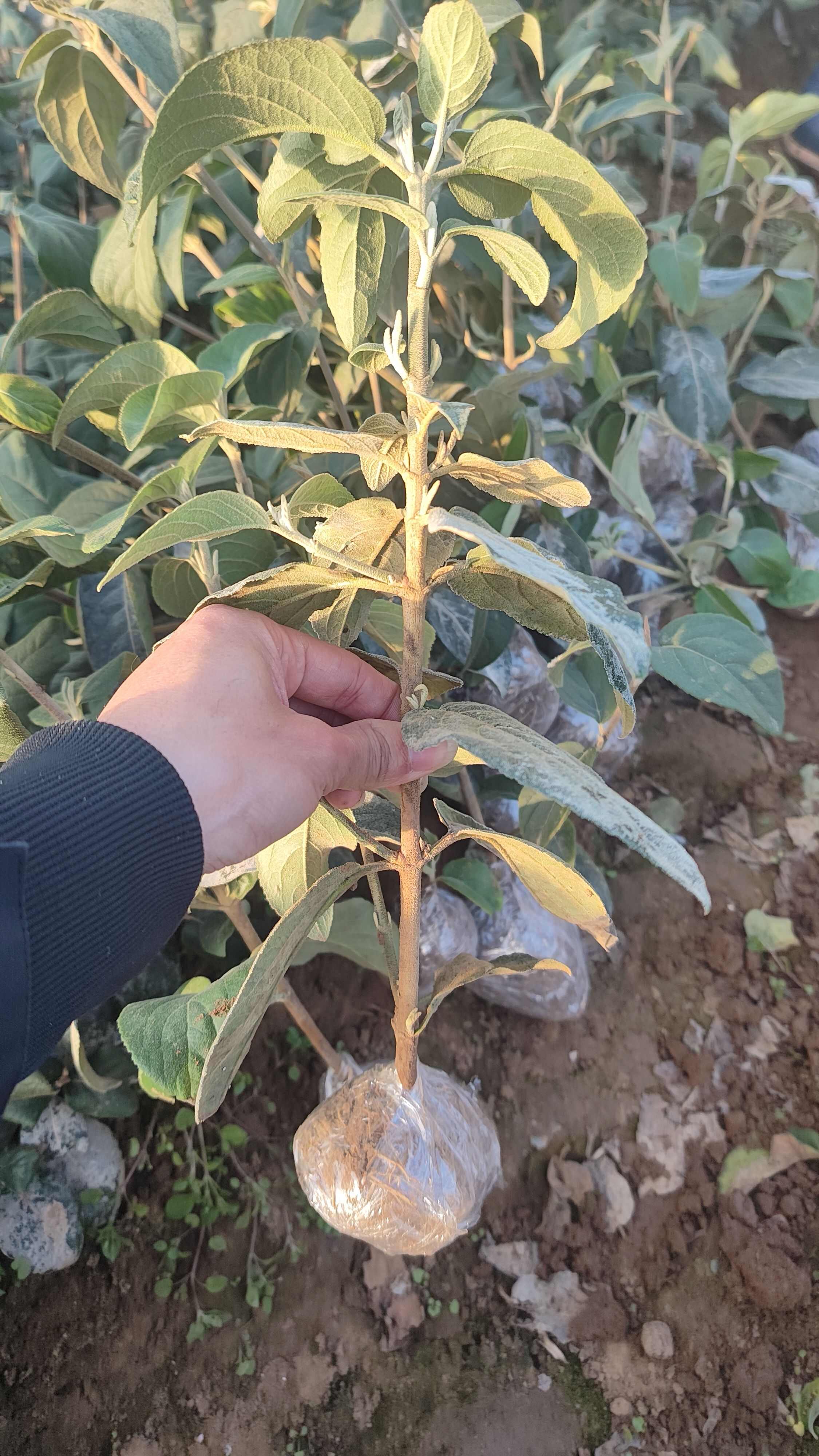 中华木绣球 斗球 绣球 大花绣球 乔木 木绣球 假一赔十