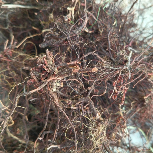 罗山县优质茜草中药材 干货根茎类药材批发零售