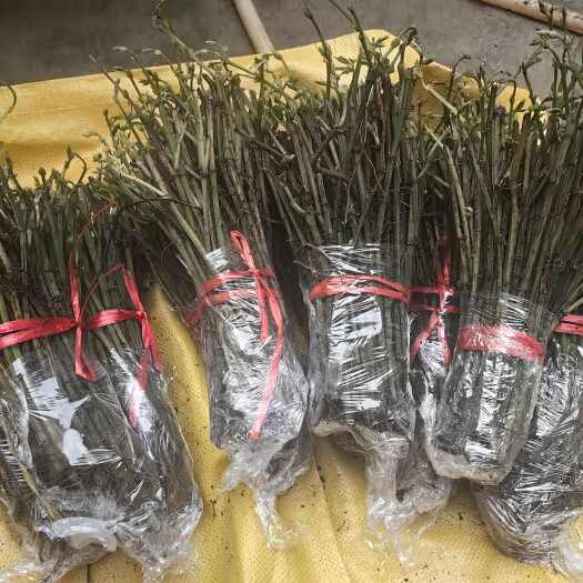 贞丰县三叶青苗，有需要老板可以联系