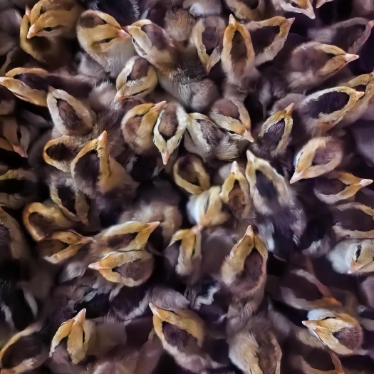 广州出壳麻鸡公
