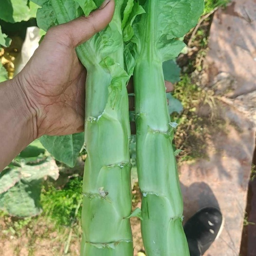 四月青大量上市，莴笋质量好，不空心，不冒苔，没裂口叶水好