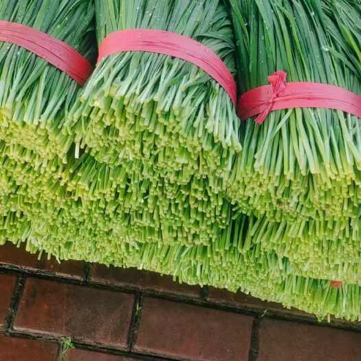 临漳县河北邯郸新鲜采摘韭菜 临漳县直发 当日发货 农家自种生态蔬菜