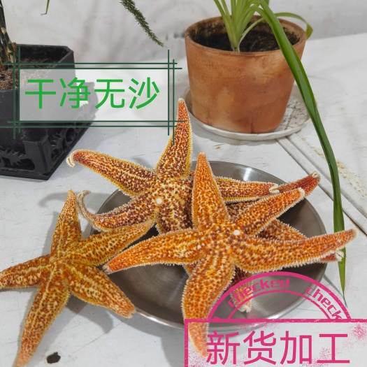 日照日照岚山优质海星干品 中药材原料批发