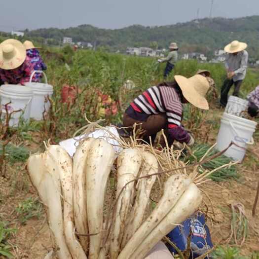 湘潭湘潭岳塘区新鲜白衣藠头批发零售 品质优，价适中