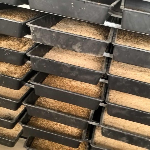 陕西宝鸡新鲜黄粉虫 干净卫生营养高 蛋白质丰富饲料优选
