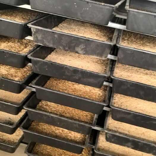 岐山县陕西宝鸡新鲜黄粉虫 干净卫生营养高 蛋白质丰富饲料优选