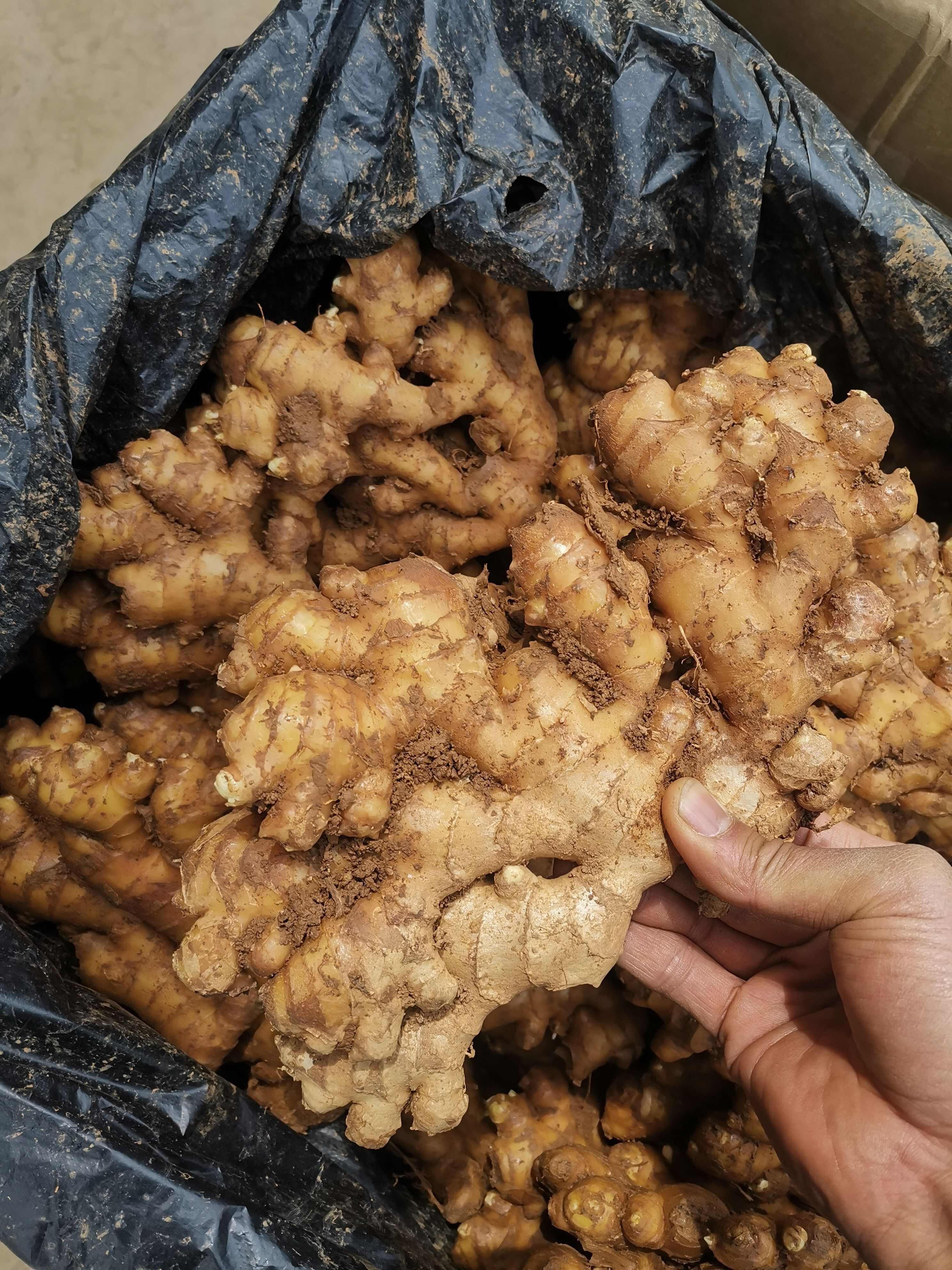 云南罗平窖姜 可代收 场地直发 品种多 质量好