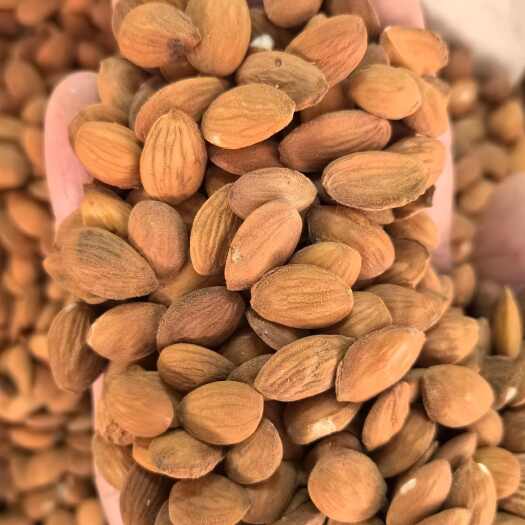 玉林桃仁扁桃仁中药材 带皮桃仁包邮中药材正品