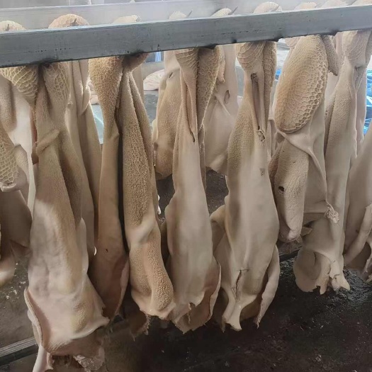 阳信县 国货之光！免洗预处理国产半成品牛肚，涮煮即享脆嫩好味
