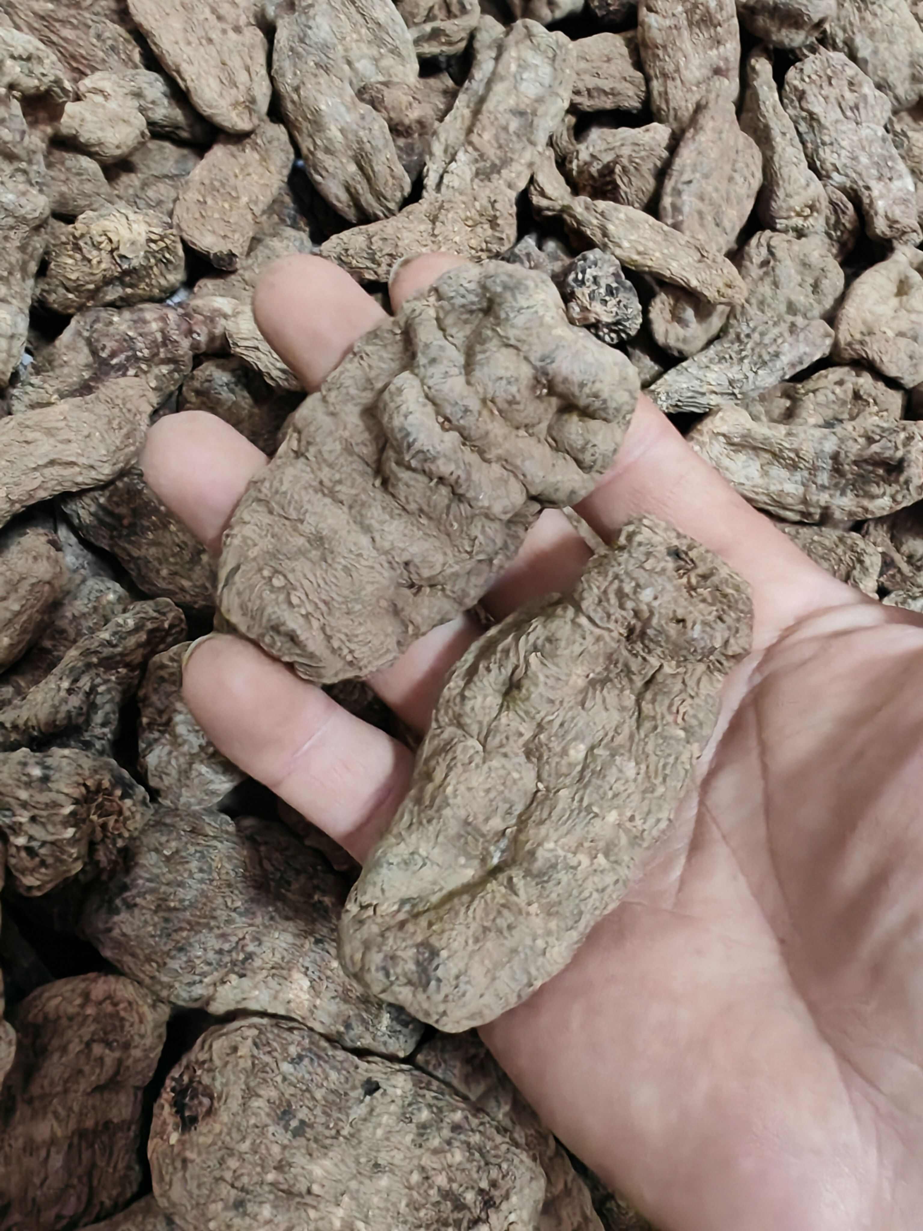 彝良县小草坝乌天麻黑天麻全干熟乌天麻老天麻
