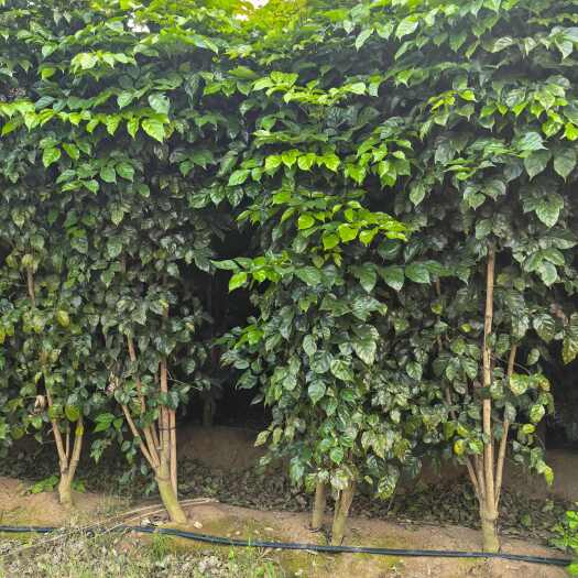 遂溪县菜豆树绿宝树，直径4-8厘米，30-35厘米分叉，5～6支