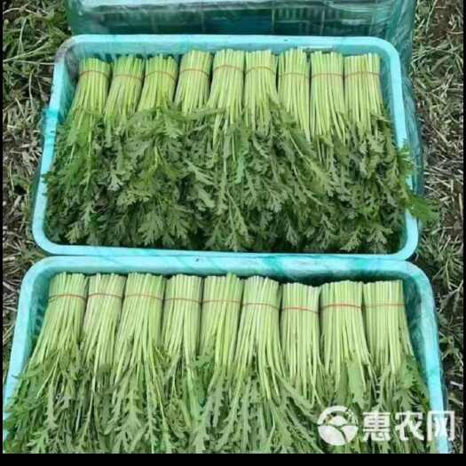 南通精品茼蒿