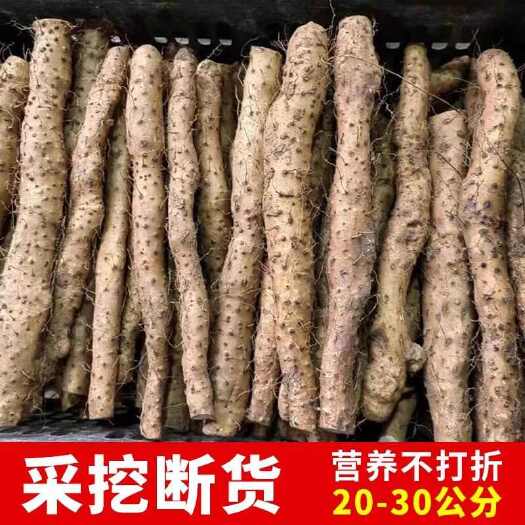 温县正宗焦作温县垆土地铁棍山药挖断淮山药短款垆土怀山药五斤包邮