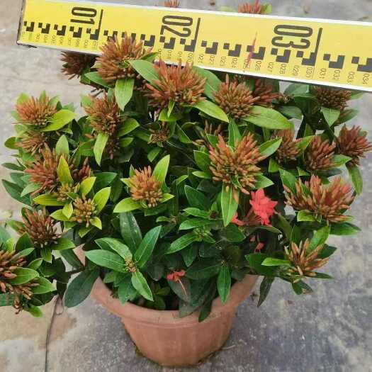 广州小叶龙船花基地出售，基地种植，根大苗粗，好养殖易存活。
