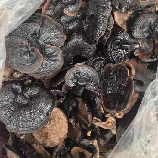 龙南市江西赣州龙南黑灵芝 干品中药材 滋补养生药材