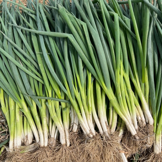 菏泽山东分葱净葱市场批发装箱电商毛葱加工厂货源