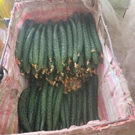 大荔县精品密刺黄瓜