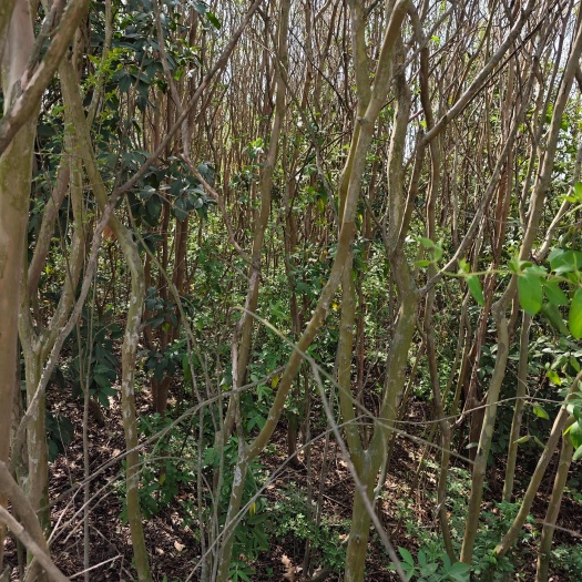 湖北荆门沙洋县紫薇灌木苗木花草出售