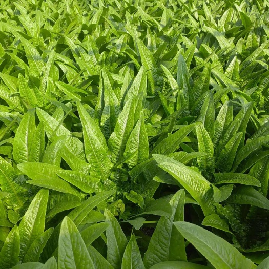 陸良縣云南大棚油麥菜（基地直發(fā)）