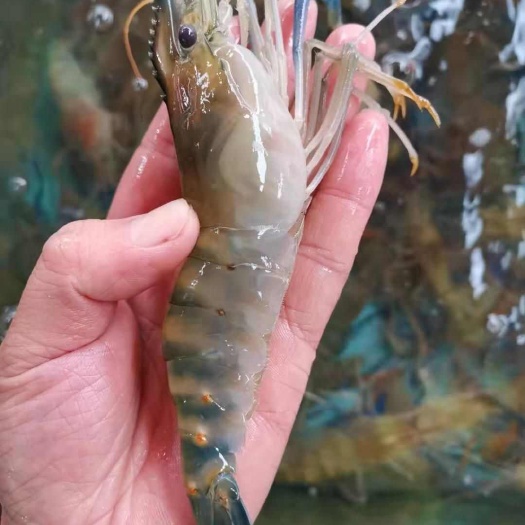 连云港大沼虾，14一斤，现货
