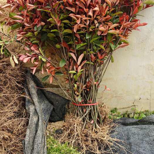 郴州红叶石楠地苗大量有货 25CM-1米有货