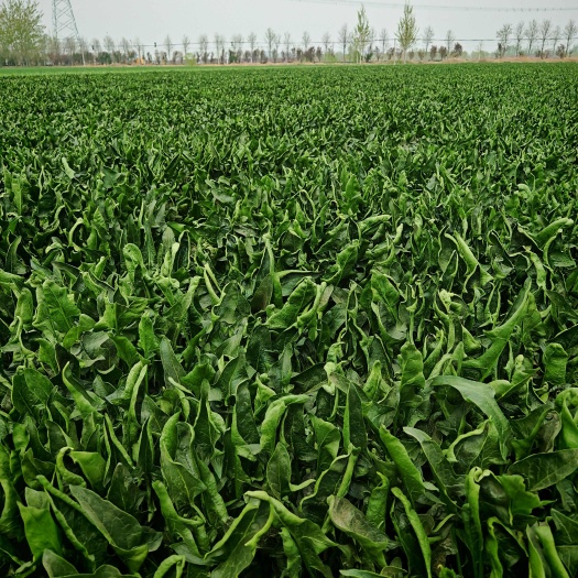 阳谷县越冬菠菜