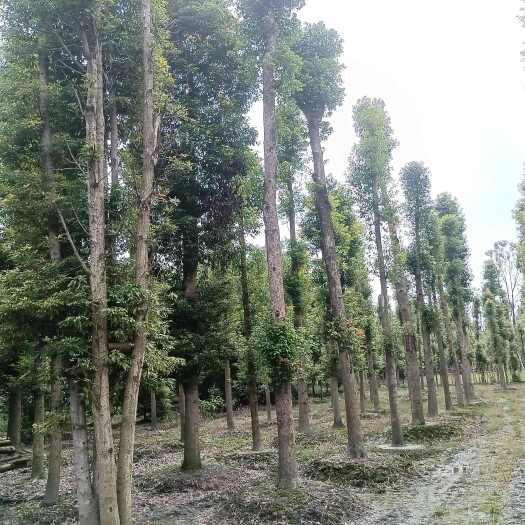 成都桢楠移植苗，原生苗米径10㎝一50㎝