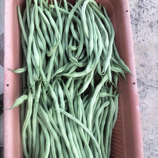 临清市山东聊城新鲜无筋四季豆 当日采摘豆菜类蔬菜批发