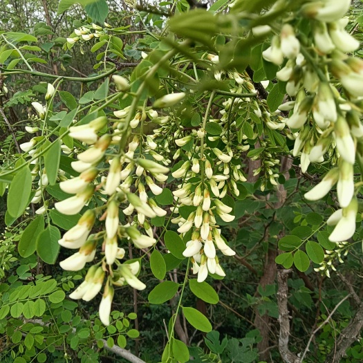 唐河县槐树花