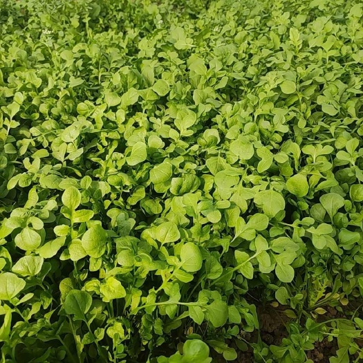 靖江市荠菜。大叶。品相好。