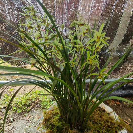 兰花  寒兰  一年开四次花   开花特别香