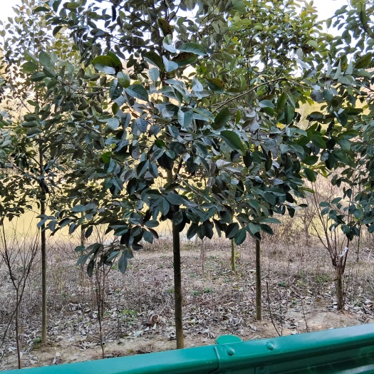 醉香含笑树基地直供米径7一9公分有现货供应！