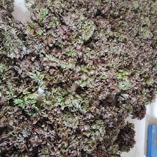 青州市红香椿芽