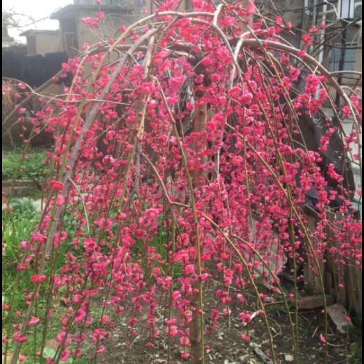 歙县安徽黄山出产垂枝梅，锦红垂枝梅，开花非常华丽