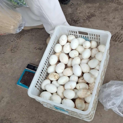 德阳农家土鹅蛋