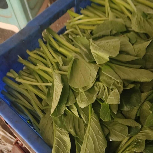 成都菜心蔊菜