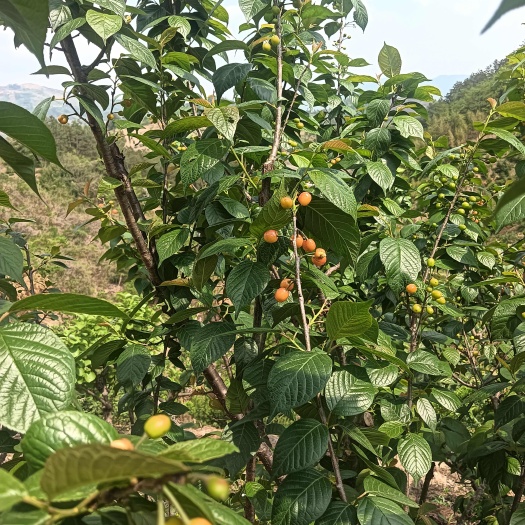 嵊州高山小樱桃