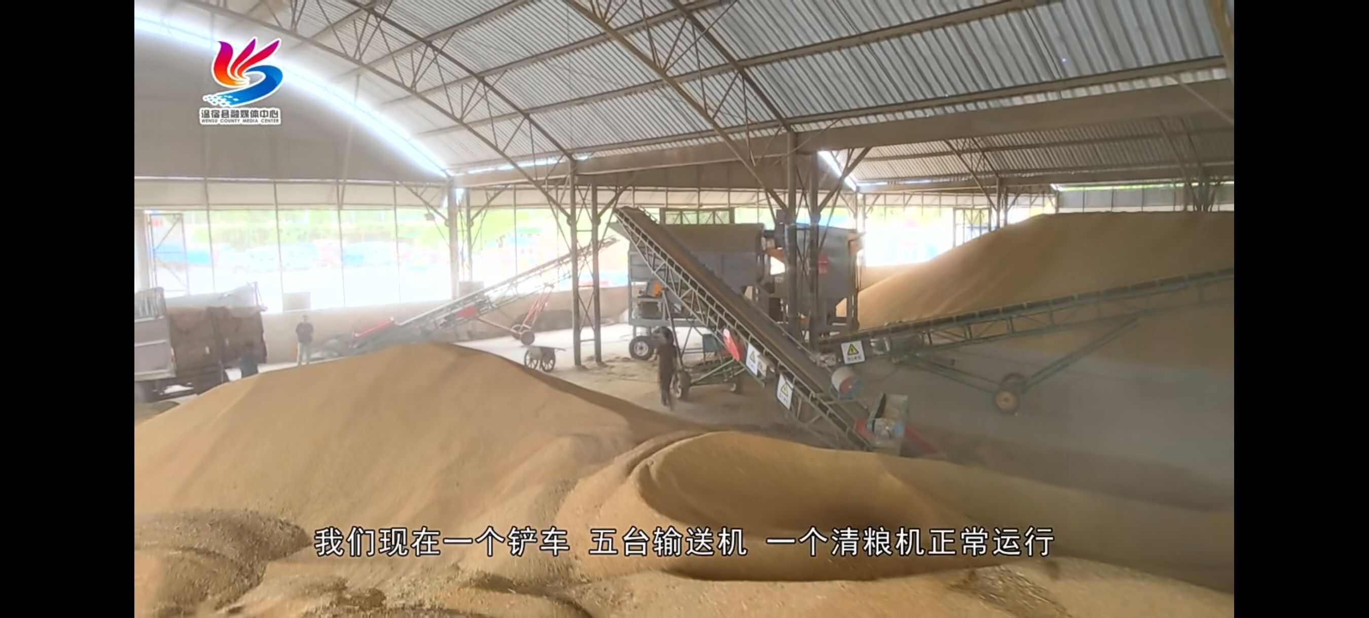 小麦   新疆高筋小麦销售  长期有货