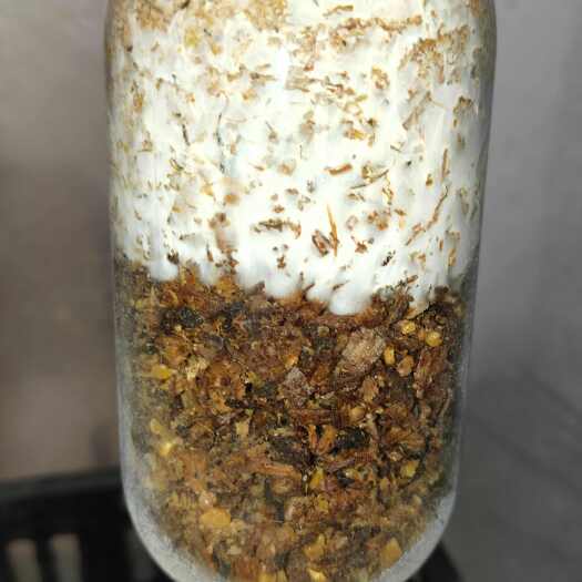 都匀市织金红拖竹荪栽培种