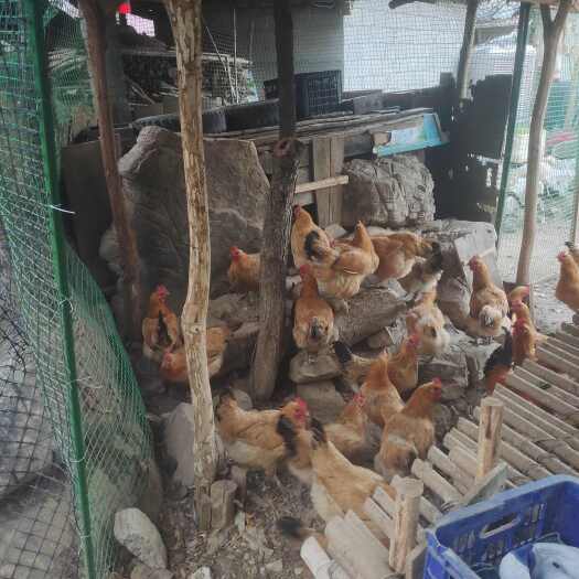 保康县散养土鸡