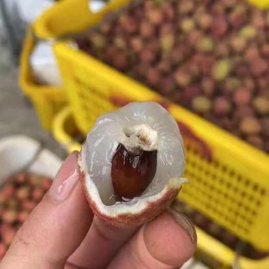 宁波科技一号，白糖荔枝，口感脆甜，颜色鲜红，中核