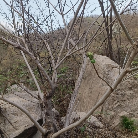 核桃树枝山核桃枝切段
