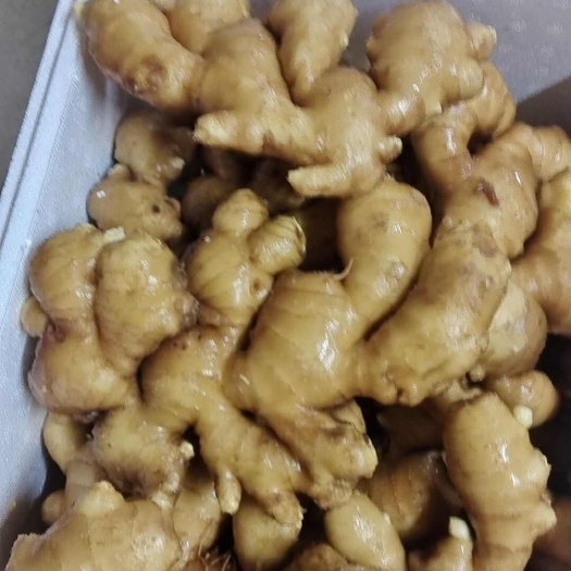 莒县优质大黄姜,产地直发