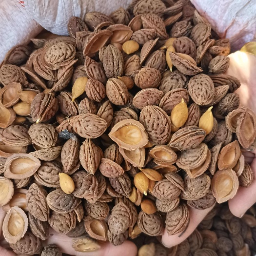营口25年头茬毛桃芽种子，人工手检出芽率高，嫁接专用，成活率高