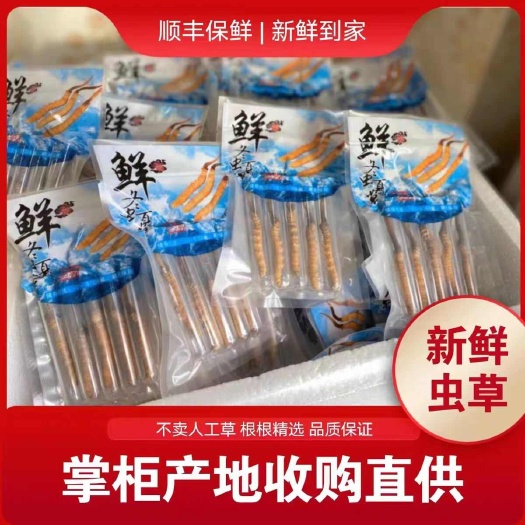 2025年纯新鲜头期高海拔冬虫夏草