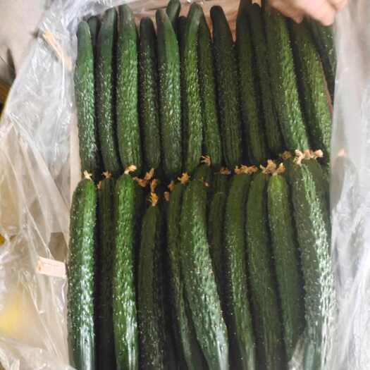大荔县精品密刺黄瓜