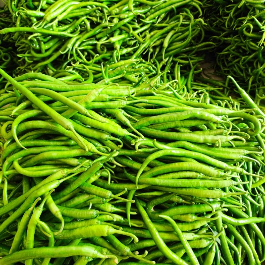 辣椒 8号线椒 新鲜蔬菜