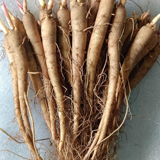 凤城市赤芍苗，一年二年三年，基地直发，技术支持