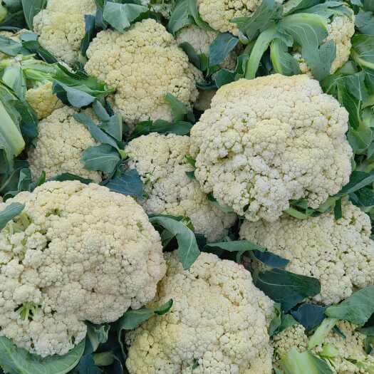 郯城县山东临沂新鲜松花菜， 批发优质甘蓝类蔬菜 郯城直发货