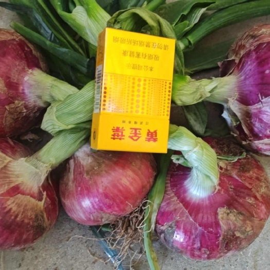 新野县南阳新野紫葱大量上市，欢迎前来选购